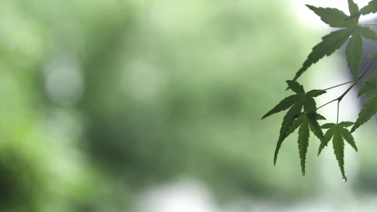 下雨天雨水落在树叶上江南园林雨中即景水面雨滴绿叶雨珠视频素材