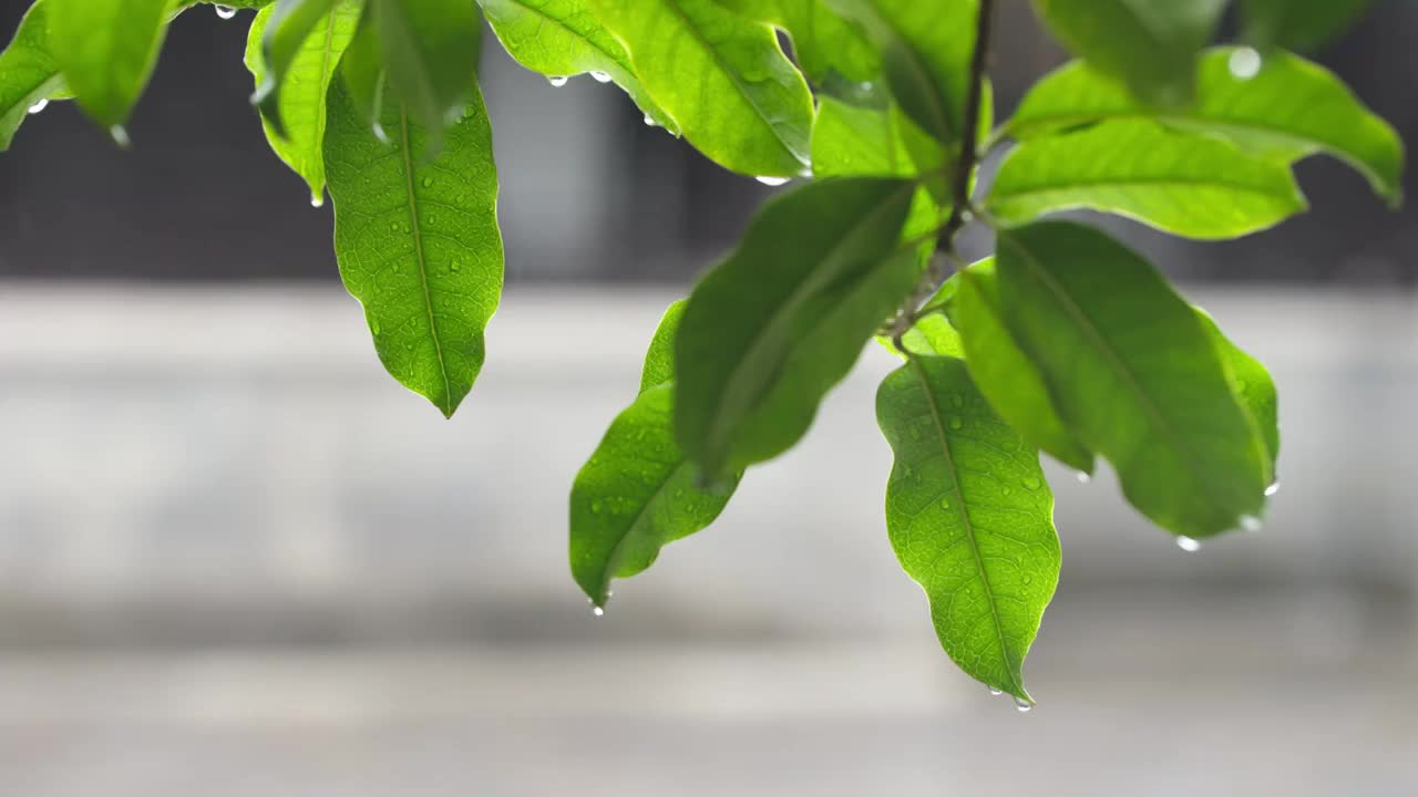 下雨天雨水落在树叶上江南园林雨中即景水面雨滴绿叶雨珠视频素材