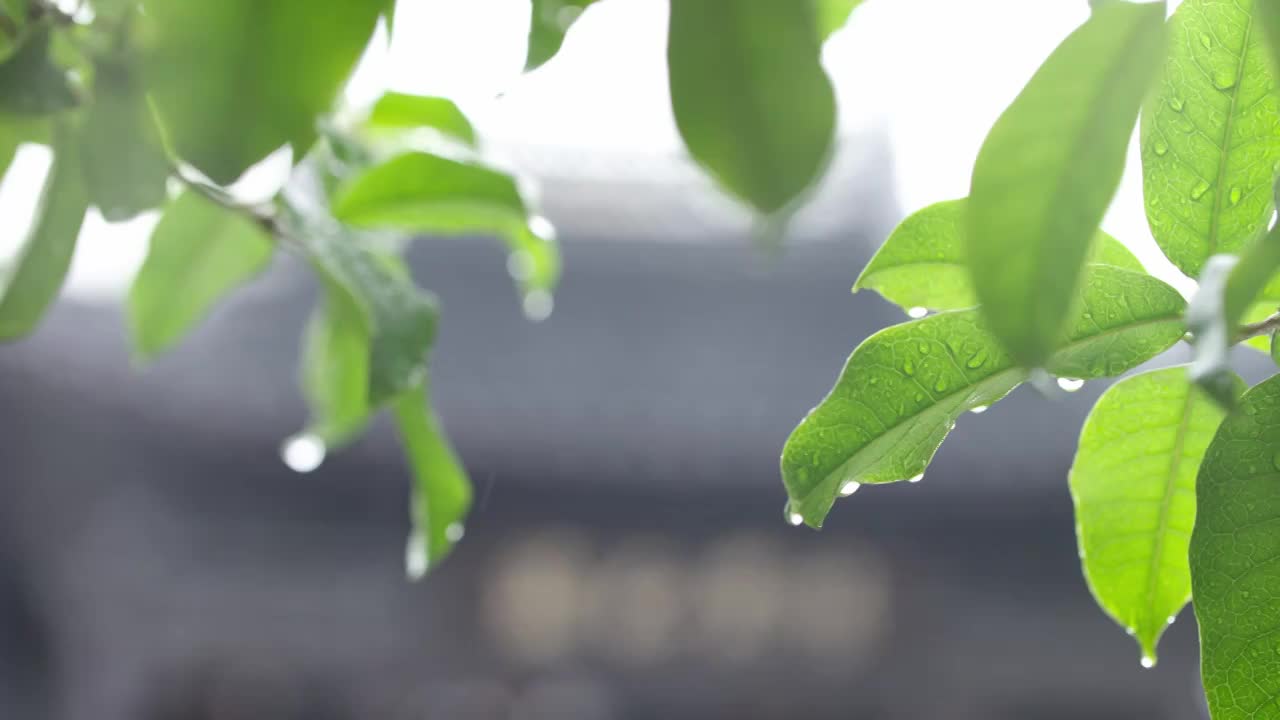 下雨天雨水落在树叶上江南园林雨中即景水面雨滴绿叶雨珠视频素材