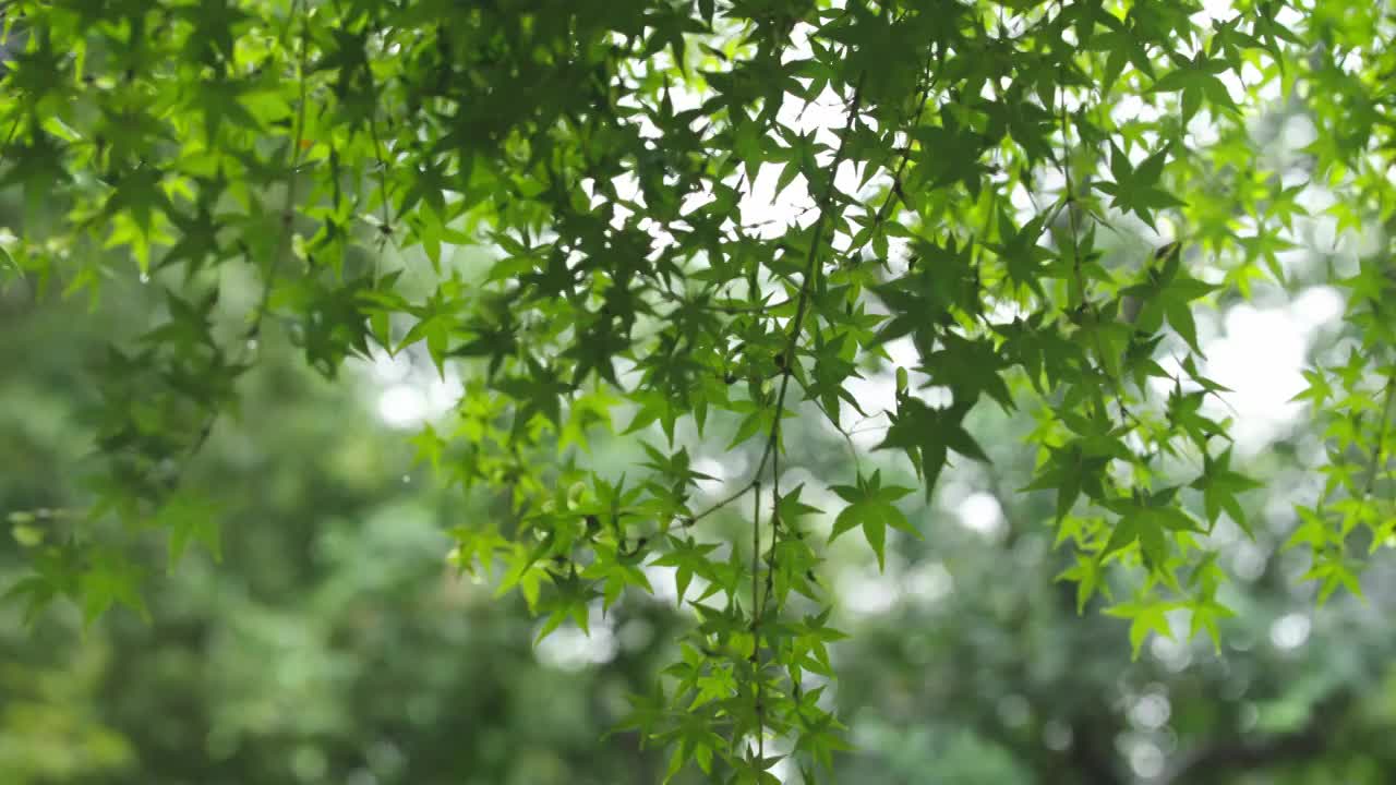 下雨天雨水落在树叶上江南园林雨中即景水面雨滴绿叶雨珠视频素材