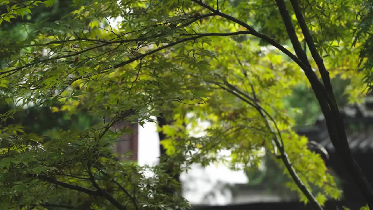 下雨天雨水落在树叶上江南园林雨中即景水面雨滴绿叶雨珠视频素材