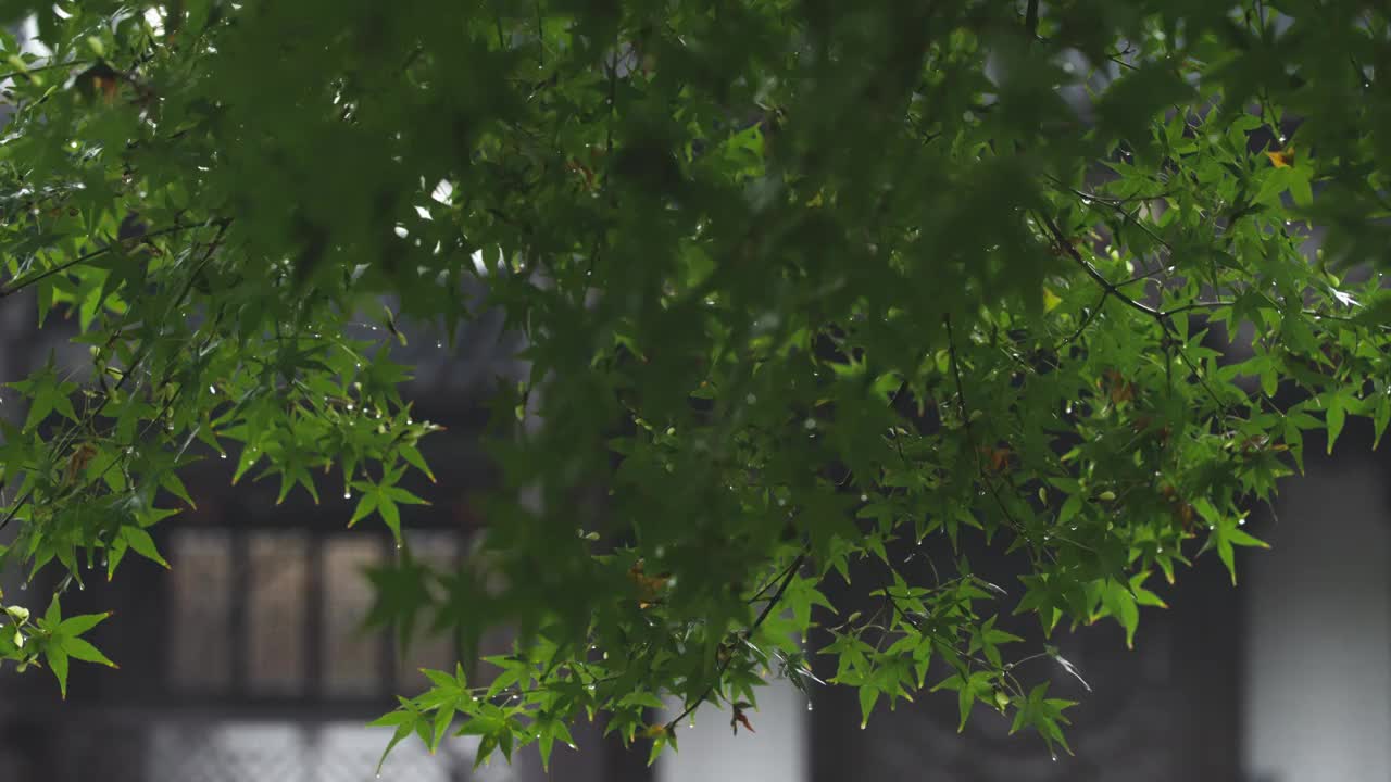 下雨天雨水落在树叶上江南园林雨中即景水面雨滴绿叶雨珠视频素材