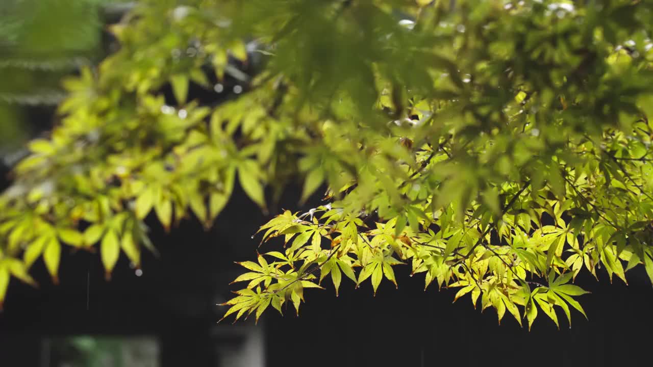 下雨天雨水落在树叶上江南园林雨中即景水面雨滴绿叶雨珠视频素材