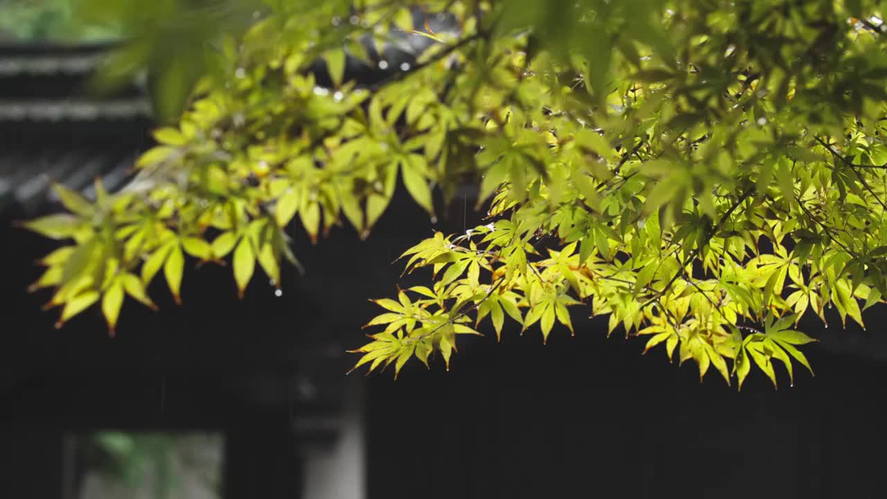 下雨天雨水落在树叶上江南园林雨中即景水面雨滴绿叶雨珠视频素材