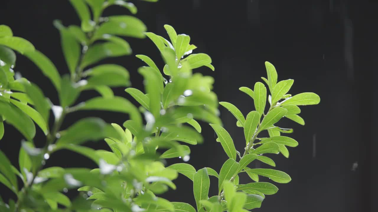 下雨天雨水落在树叶上江南园林雨中即景水面雨滴绿叶雨珠视频素材