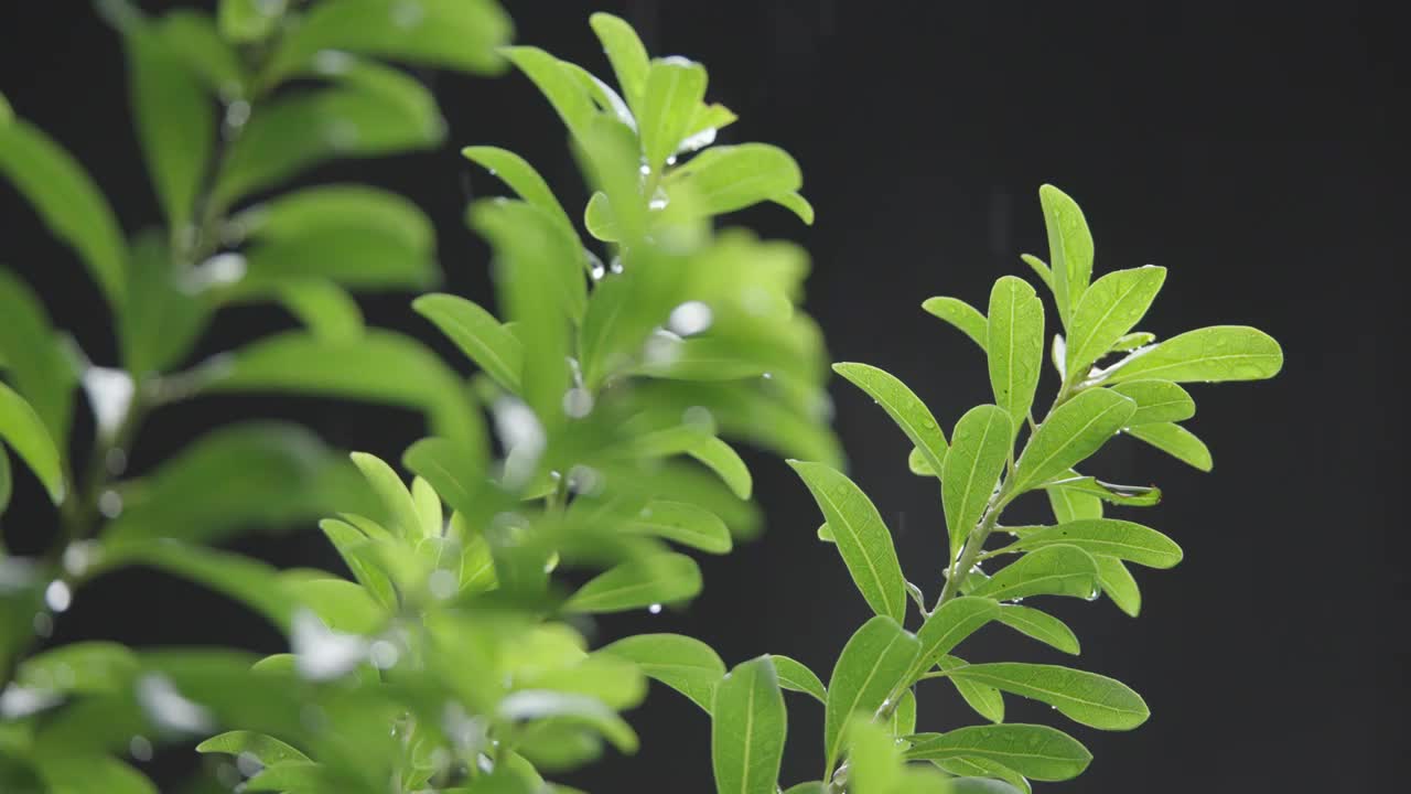 下雨天雨水落在树叶上江南园林雨中即景水面雨滴绿叶雨珠视频素材