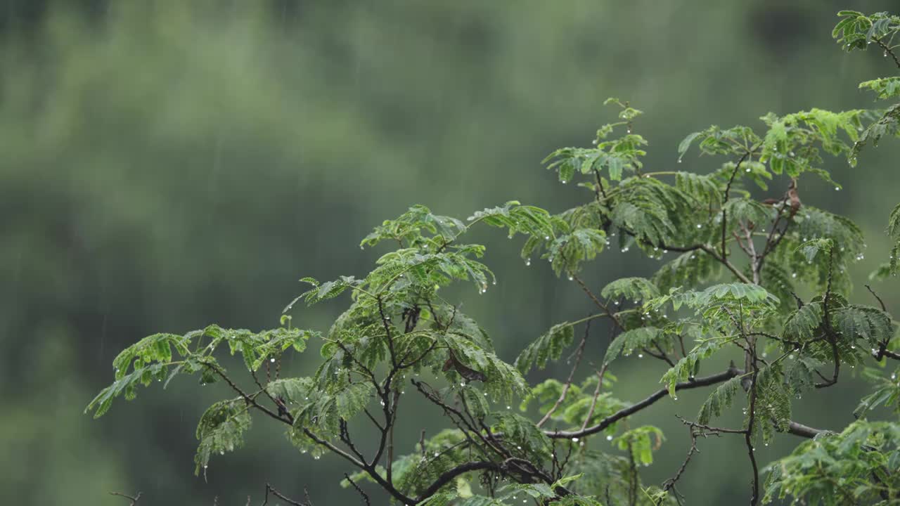 下雨天雨水落在树叶上江南园林雨中即景水面雨滴绿叶雨珠视频素材