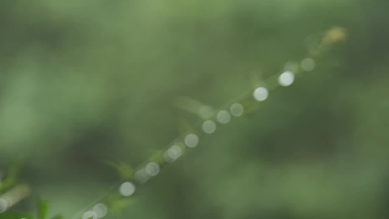 下雨天雨水落在树叶上江南园林雨中即景水面雨滴绿叶雨珠视频素材