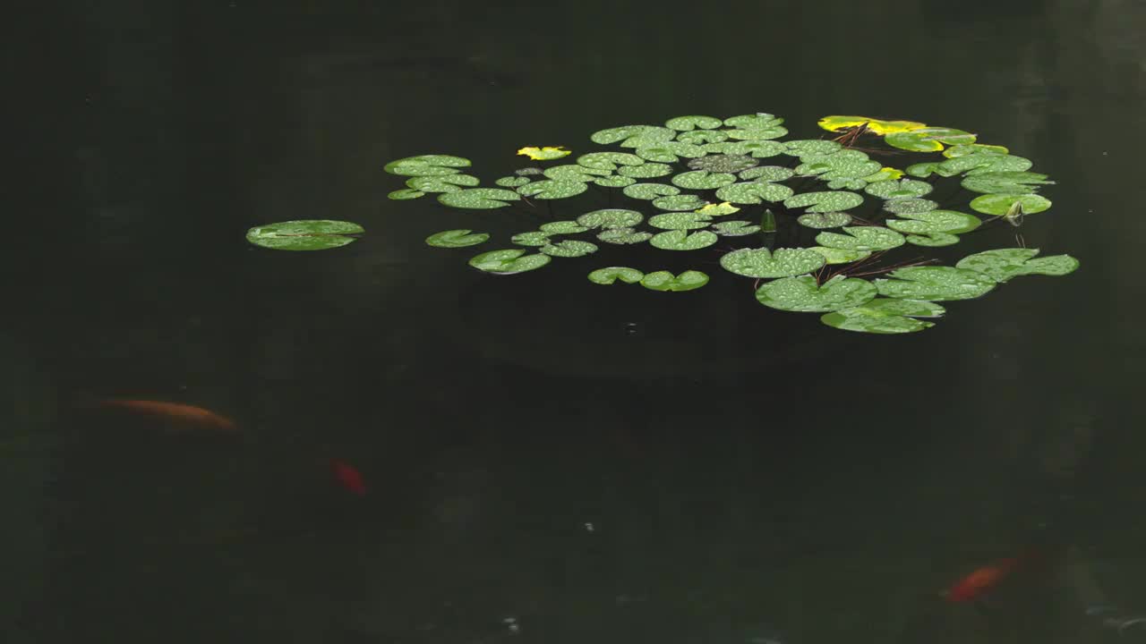 下雨天雨水落在树叶上江南园林雨中即景水面雨滴绿叶雨珠视频素材