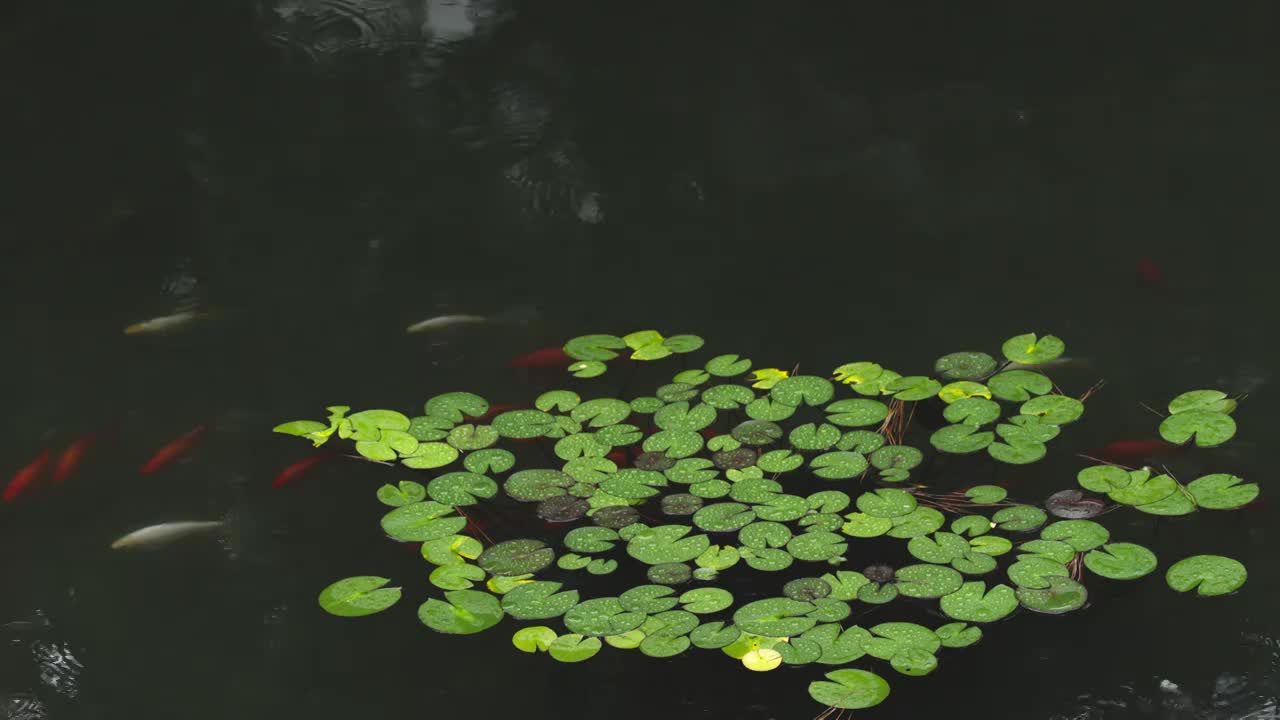 下雨天雨水落在树叶上江南园林雨中即景水面雨滴绿叶雨珠视频素材