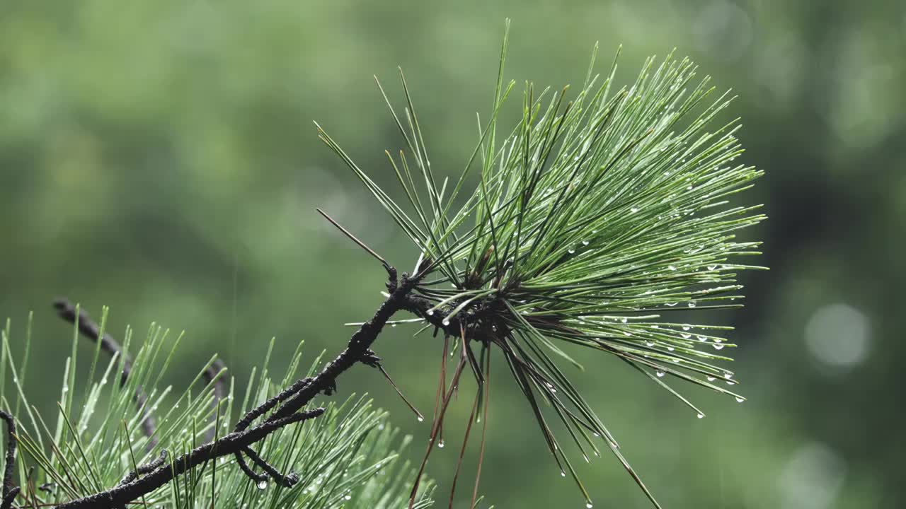 下雨天雨水落在树叶上江南园林雨中即景水面雨滴绿叶雨珠视频素材