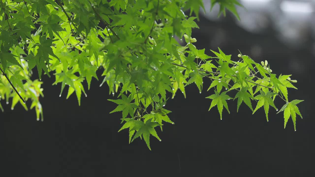 下雨天雨水落在树叶上江南园林雨中即景水面雨滴绿叶雨珠视频素材