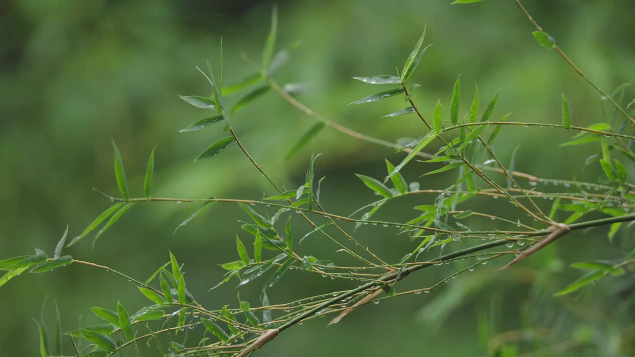 下雨天雨水落在树叶上江南园林雨中即景水面雨滴绿叶雨珠视频素材