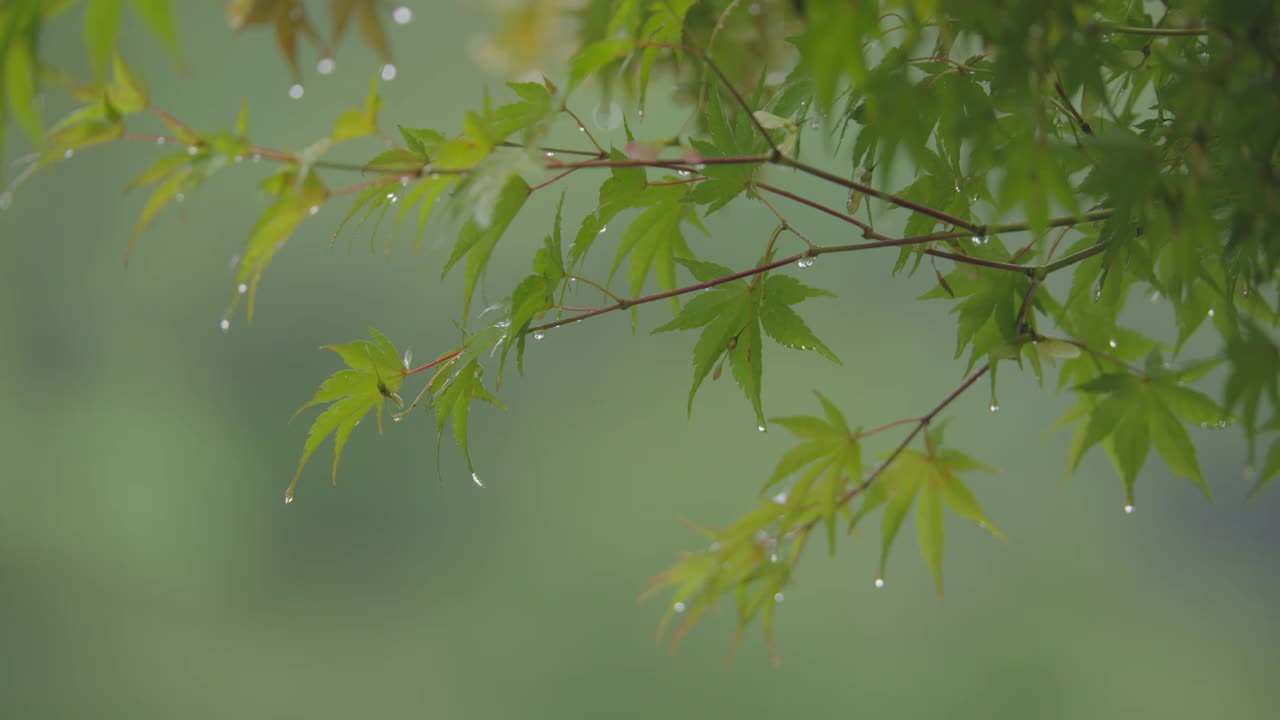 下雨天雨水落在树叶上江南园林雨中即景水面雨滴绿叶雨珠视频素材