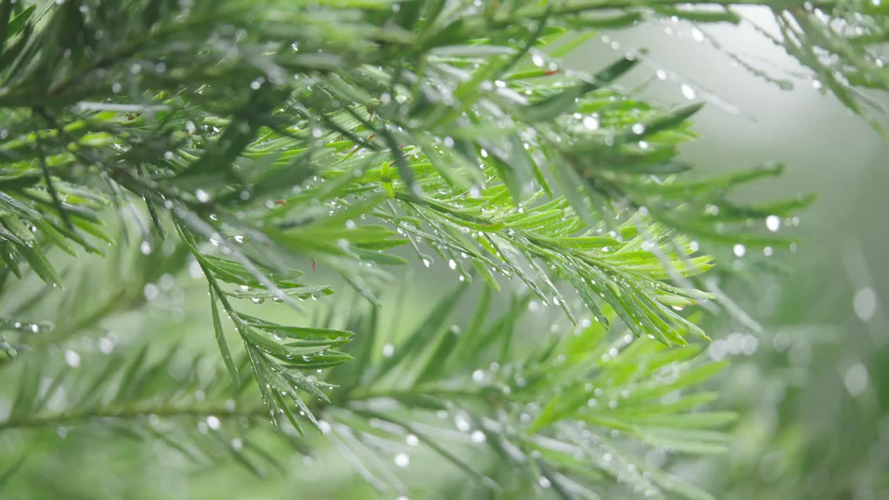 下雨天雨水落在树叶上江南园林雨中即景水面雨滴绿叶雨珠视频素材