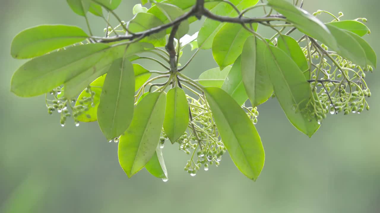 下雨天雨水落在树叶上江南园林雨中即景水面雨滴绿叶雨珠视频素材