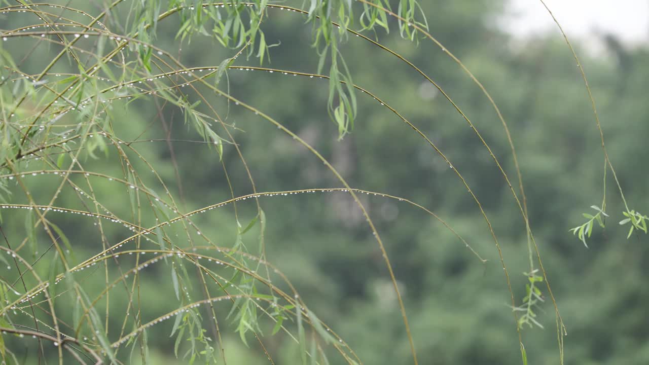 下雨天雨水落在树叶上江南园林雨中即景水面雨滴绿叶雨珠视频素材