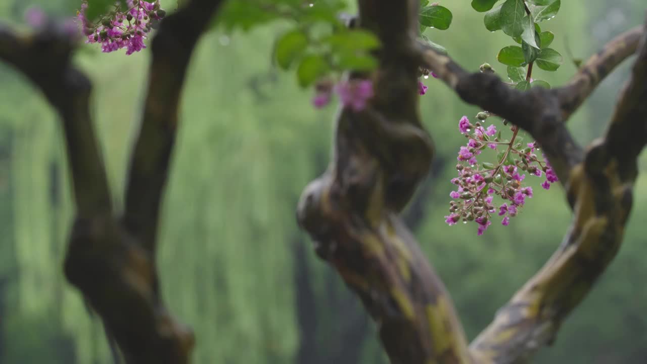 下雨天雨水落在树叶上江南园林雨中即景水面雨滴绿叶雨珠视频素材