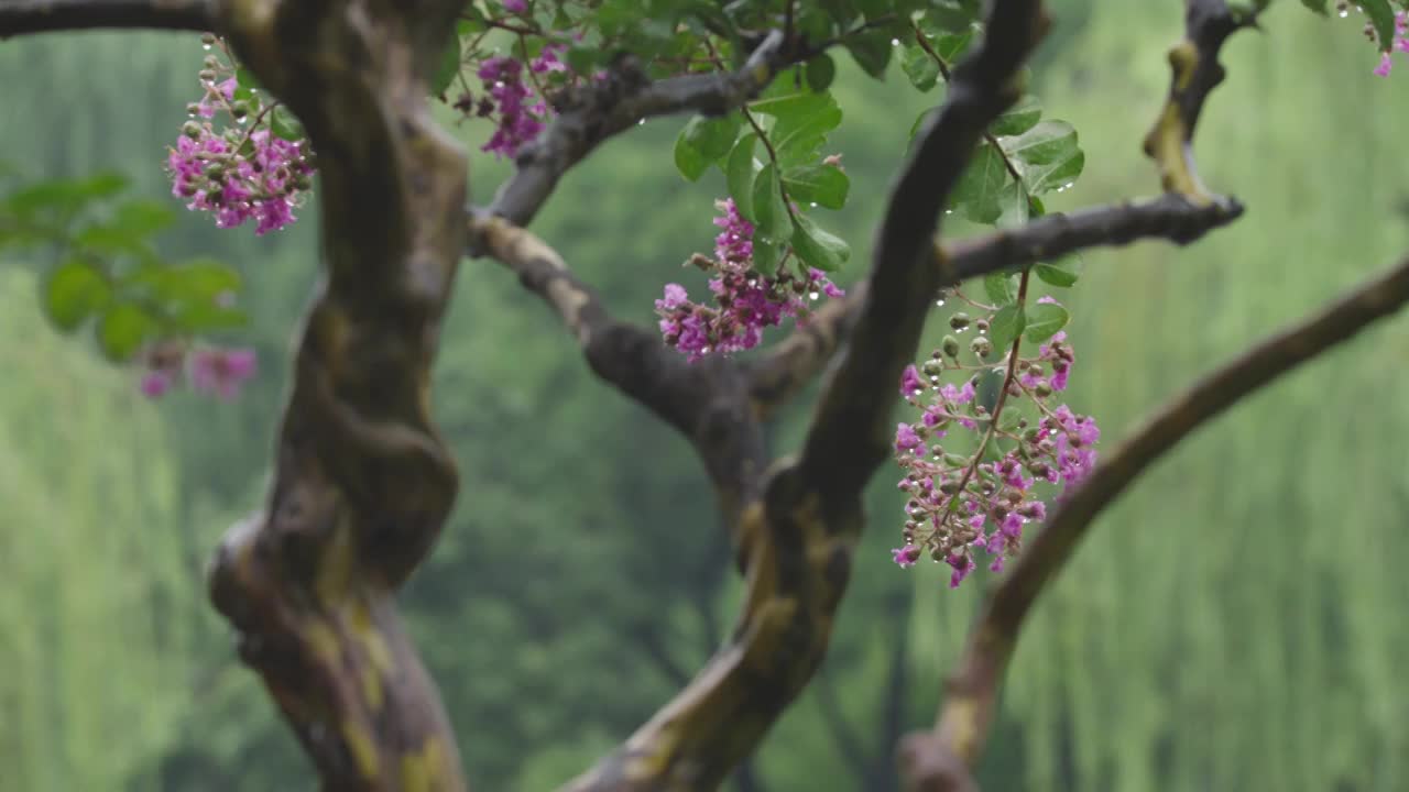 下雨天雨水落在树叶上江南园林雨中即景水面雨滴绿叶雨珠视频素材