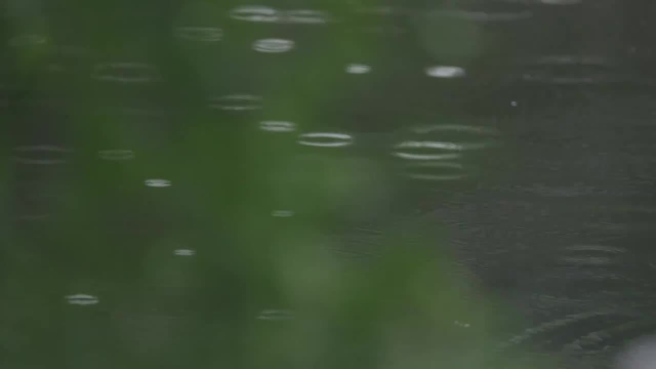 下雨天雨水落在树叶上江南园林雨中即景水面雨滴绿叶雨珠视频素材