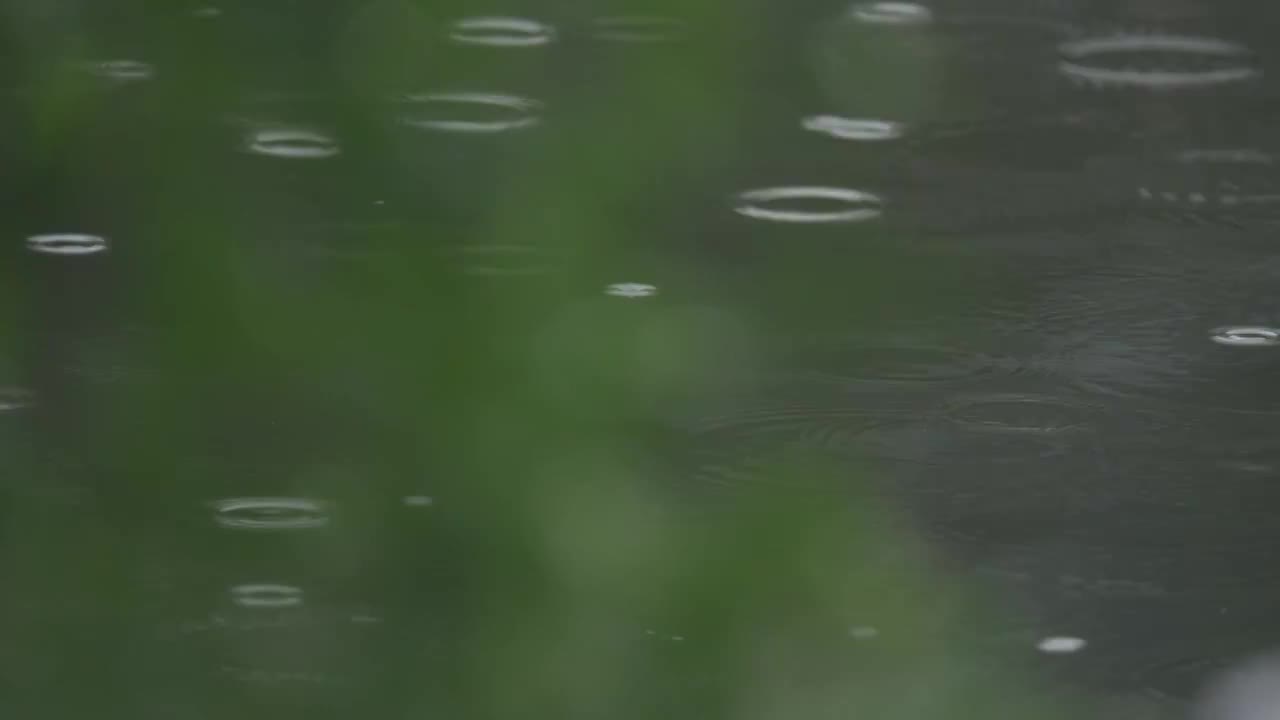 下雨天雨水落在树叶上江南园林雨中即景水面雨滴绿叶雨珠视频素材