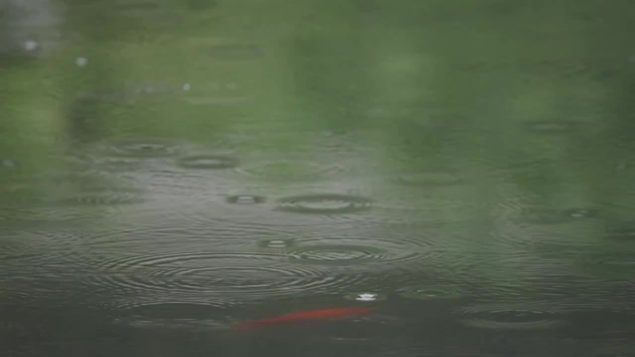 下雨天雨水落在树叶上江南园林雨中即景水面雨滴绿叶雨珠视频素材