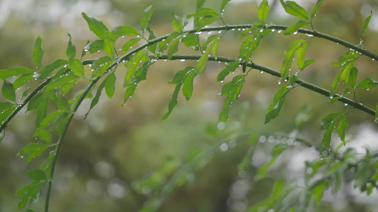 下雨天雨水落在树叶上江南园林雨中即景水面雨滴绿叶雨珠视频素材