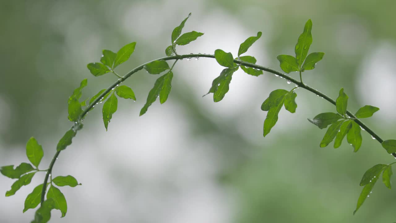 下雨天雨水落在树叶上江南园林雨中即景水面雨滴绿叶雨珠视频素材