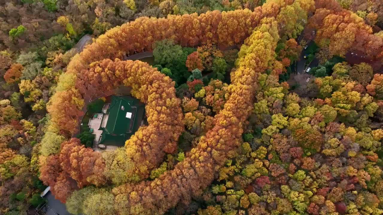 航拍江苏省南京美龄宫 世纪项链 秋景 秋天 森林 旅游 生态 秋叶 梧桐树 项链 中山陵园林 森林视频素材