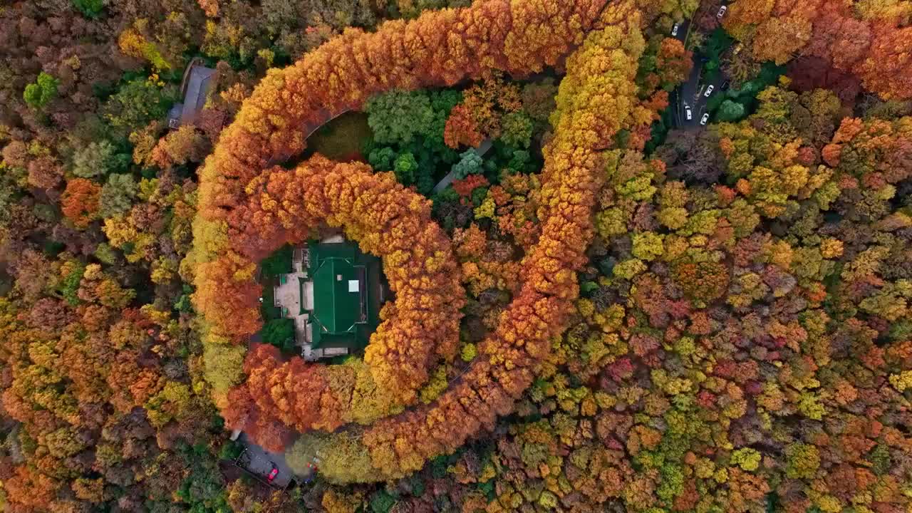 航拍江苏省南京美龄宫 世纪项链 秋景 秋天 森林 旅游 生态 秋叶 梧桐树 项链 中山陵园林 森林视频素材