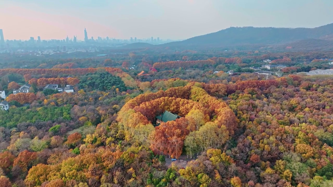 航拍江苏省南京美龄宫 世纪项链 秋景 秋天 森林 旅游 生态 秋叶 梧桐树 项链 中山陵园林 森林视频素材