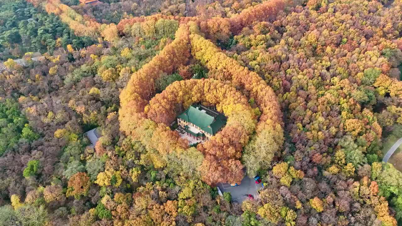 航拍江苏省南京美龄宫 世纪项链 秋景 秋天 森林 旅游 生态 秋叶 梧桐树 项链 中山陵园林 森林视频素材