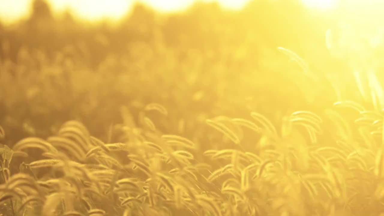 夏天秋天清晨的阳光傍晚的夕阳照在狗尾巴草上发光摇曳逆光余晖视频素材