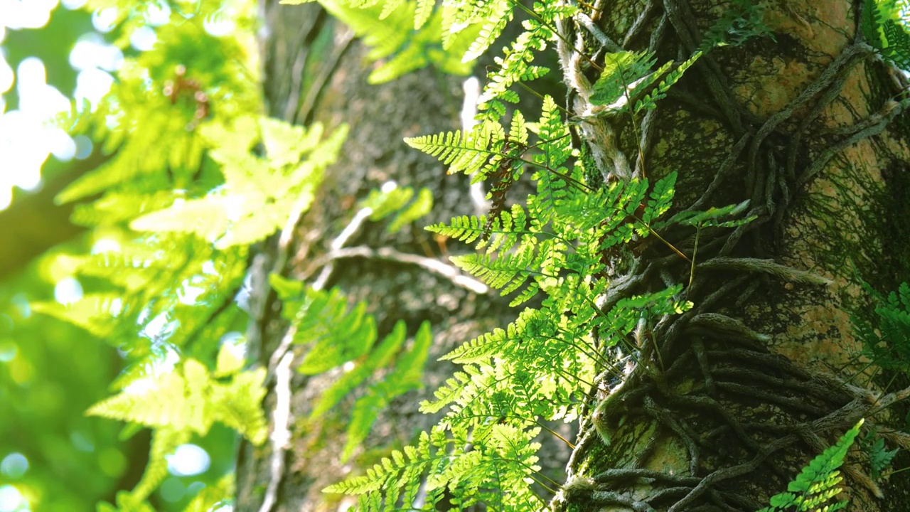 夕阳日下微风吹拂蕨类植物寄生随风起舞充满韵律感树叶在风中抖动着金黄色树叶散发光芒充满诗情画意日落景象视频素材