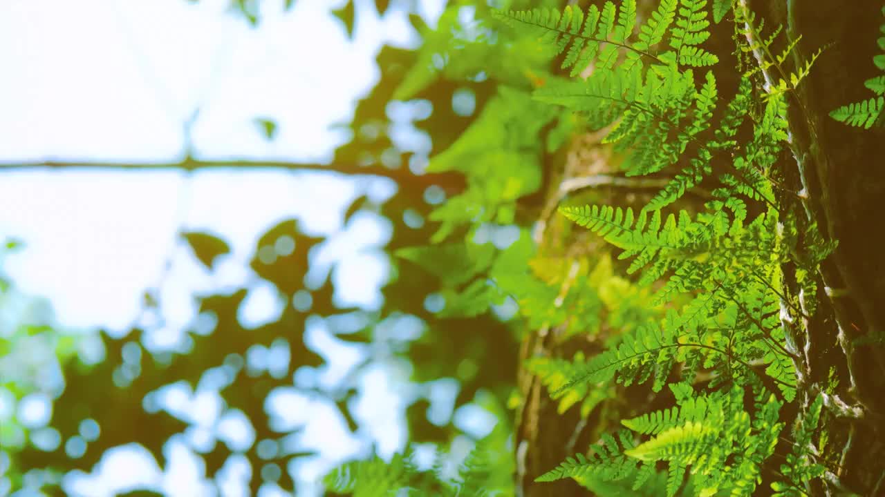 夕阳日下微风吹拂小草蕨类植物缠绕寄生树干上随风起舞充满韵律感树叶在风中抖动着金黄色树叶散发光芒如梦幻视频素材