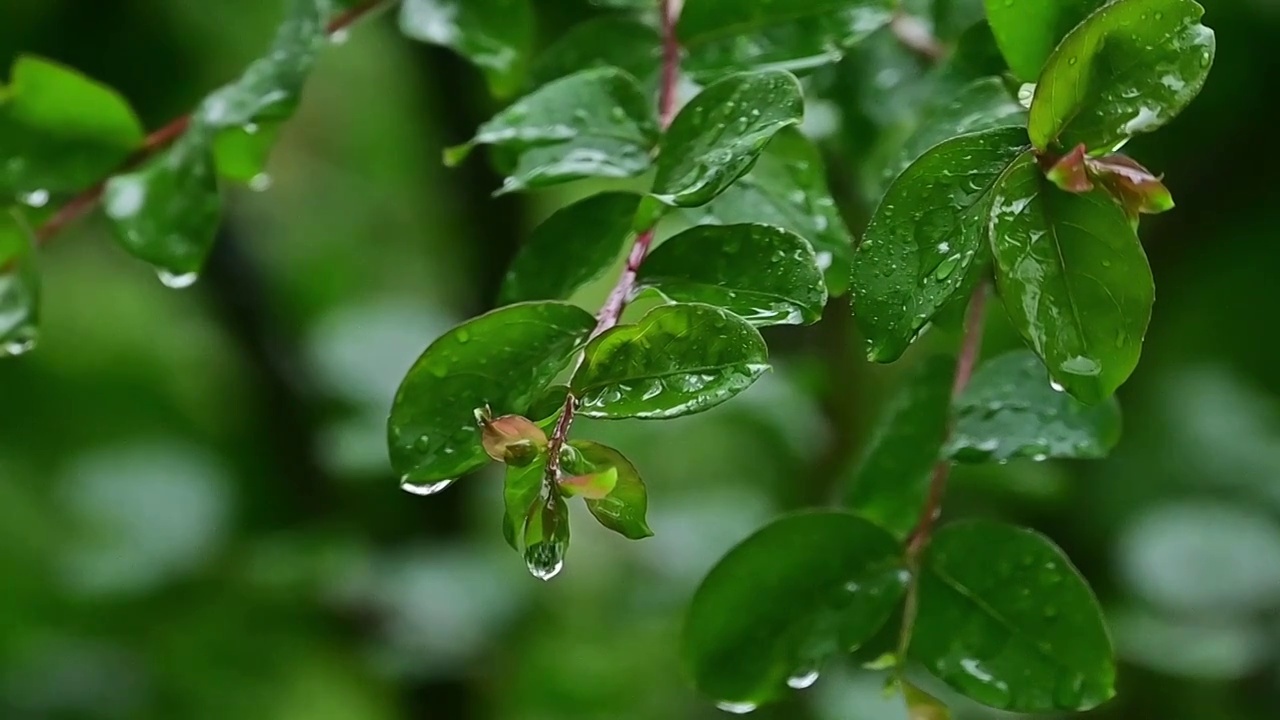 绿色叶子上的晶莹雨滴水珠树叶上的露水视频素材