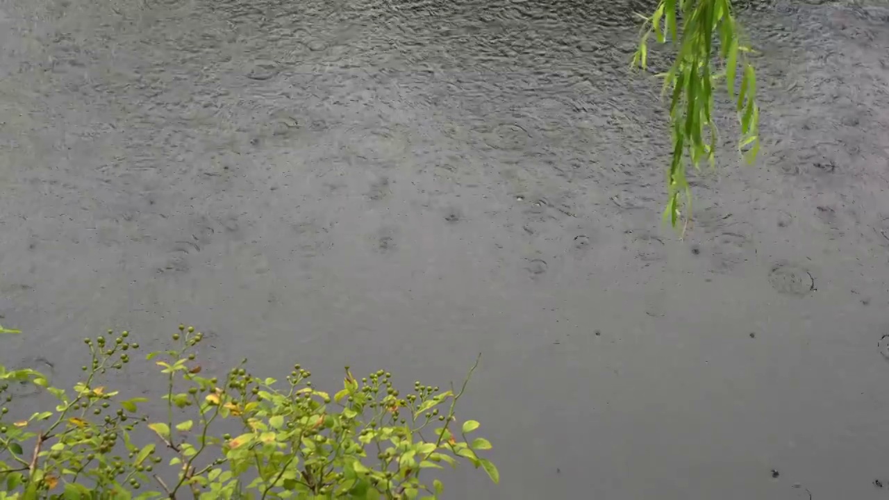 下雨水面雨滴慢镜头，涟漪波纹反射诗意，柳枝前景空镜江南水乡苏州园林视频素材