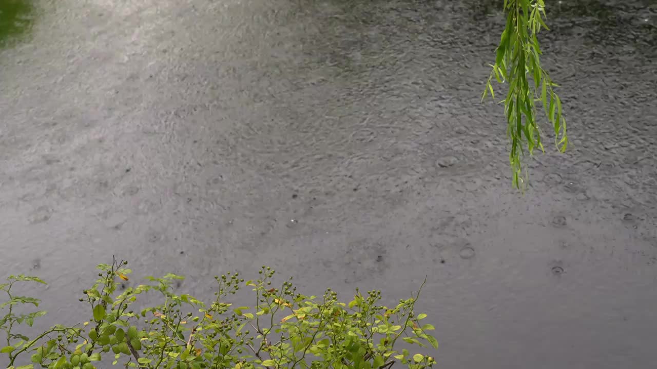 下雨水面雨滴慢镜头，涟漪波纹反射诗意，柳枝前景空镜江南水乡苏州园林视频素材