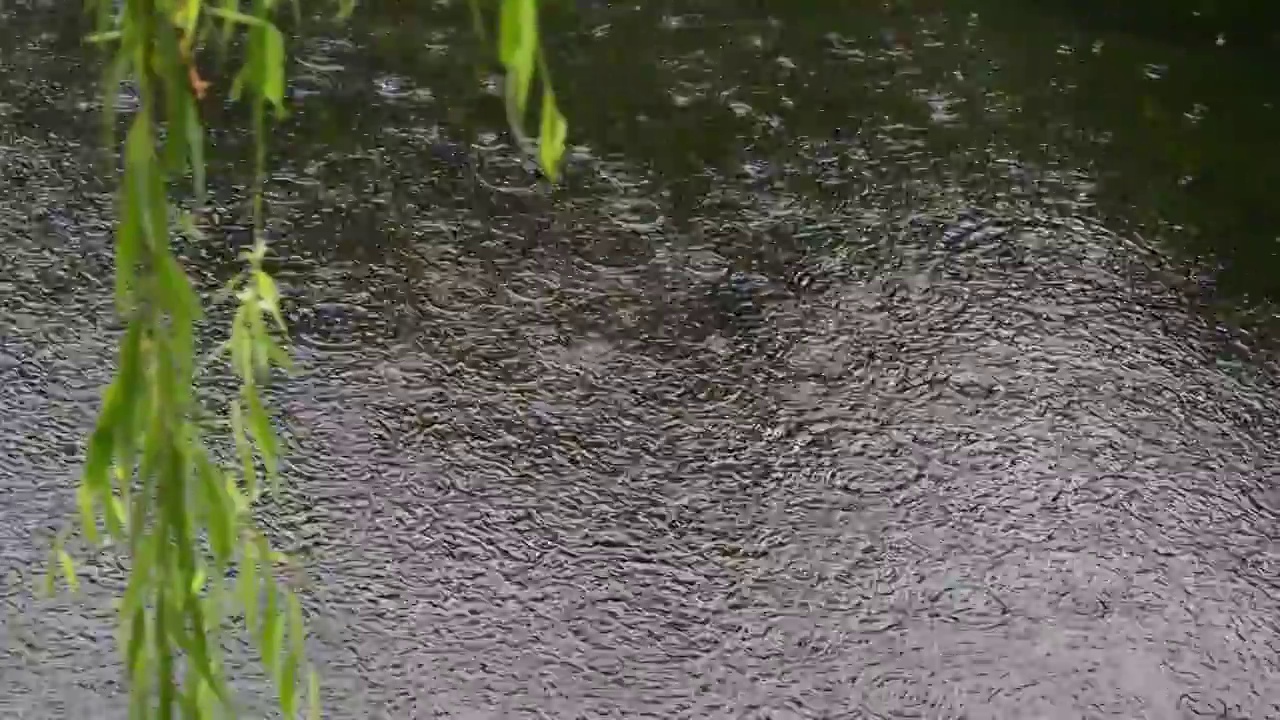 下雨水面雨滴慢镜头，涟漪波纹反射诗意，柳枝前景空镜江南水乡苏州园林视频素材