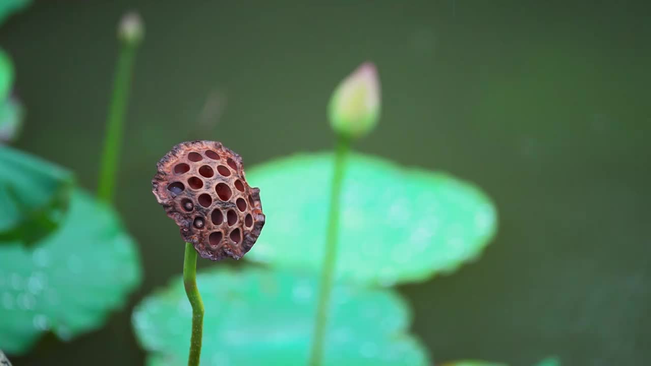 雨中立秋后的白色荷花 荷叶 莲蓬视频素材