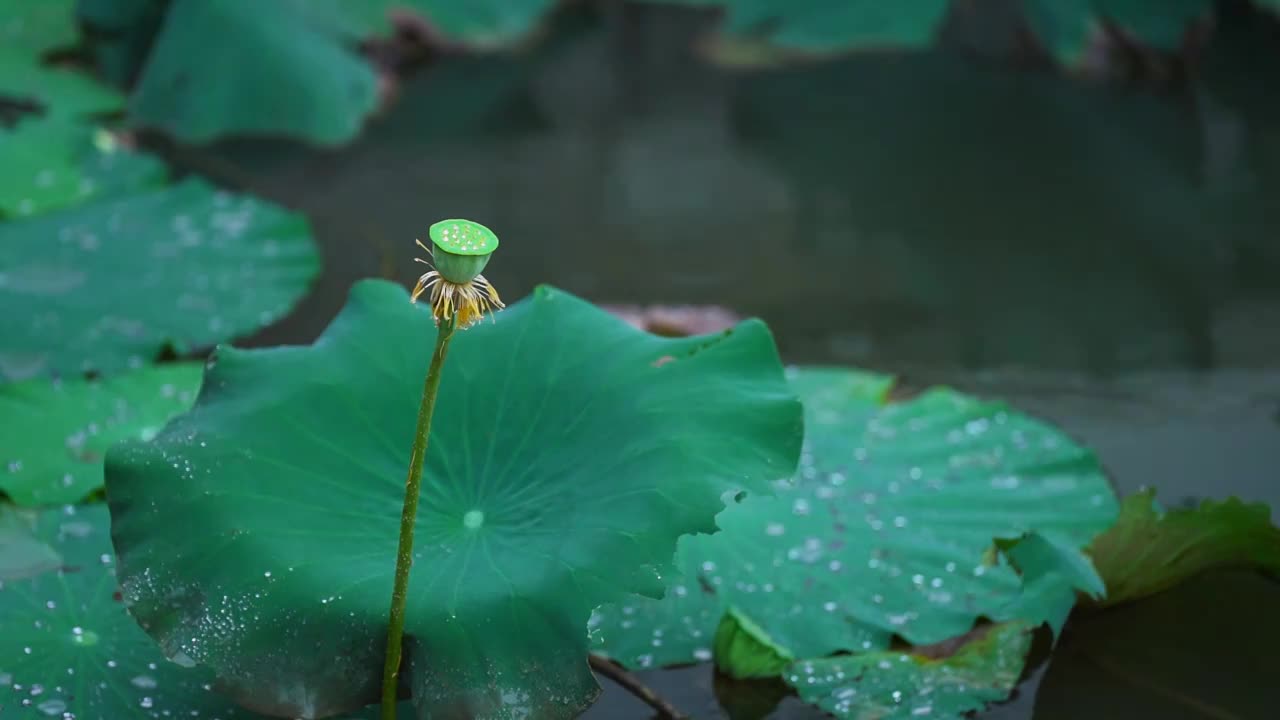 雨中立秋后的白色荷花 荷叶 莲蓬视频素材