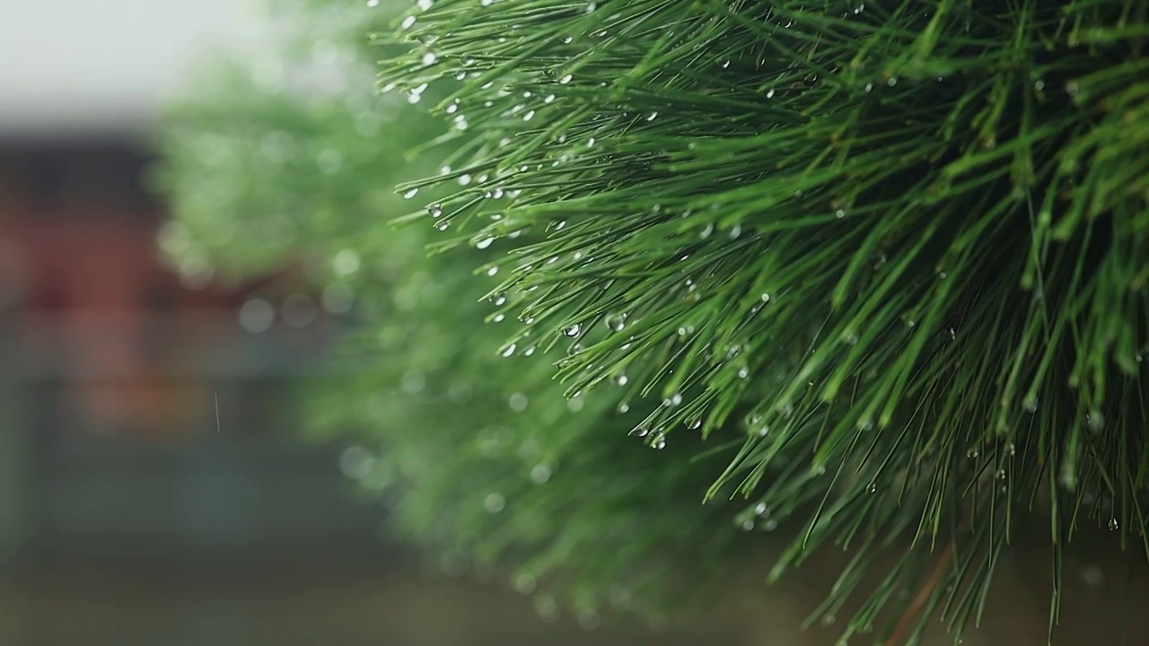 松针上的雨水视频素材