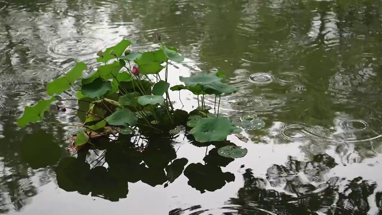 江南苏州池塘莲花荷叶，雨季下雨雨滴水面涟漪反射，自然风景诗意背景视频素材