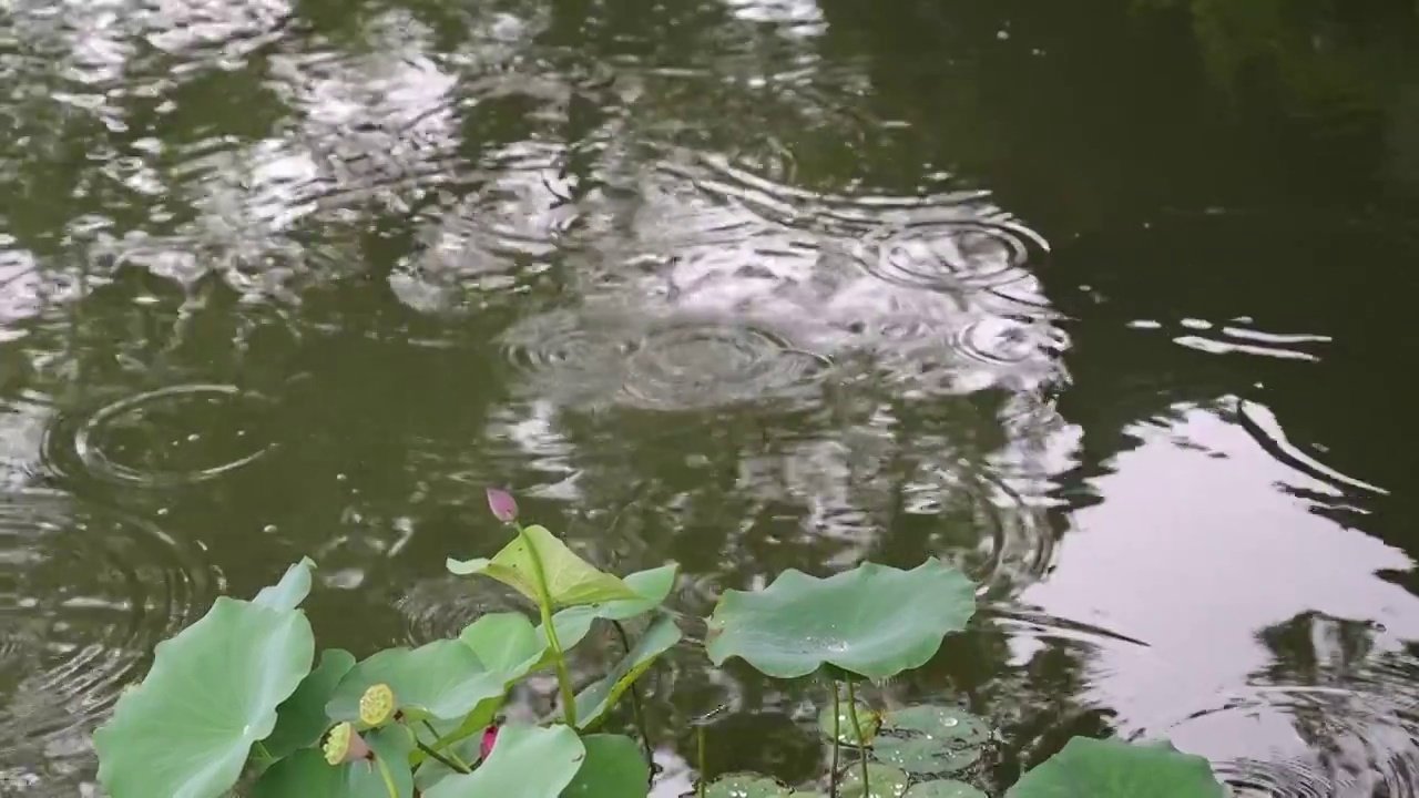 江南苏州池塘莲花荷叶，雨季下雨雨滴水面涟漪反射，自然风景诗意背景视频素材