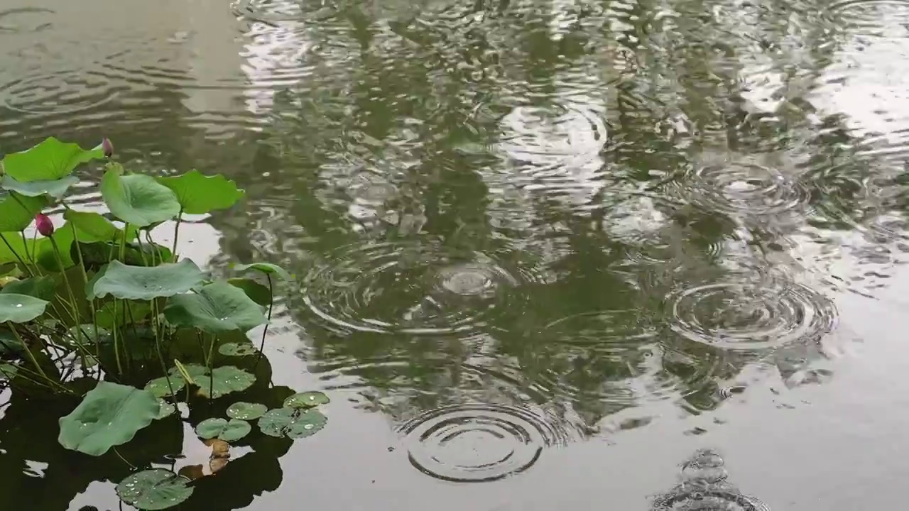 江南苏州池塘莲花荷叶，雨季下雨雨滴水面涟漪反射，自然风景诗意背景视频素材