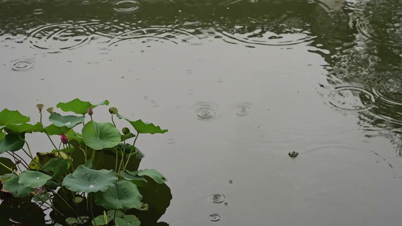 江南苏州池塘莲花荷叶，雨季下雨雨滴水面涟漪反射，自然风景诗意背景视频素材