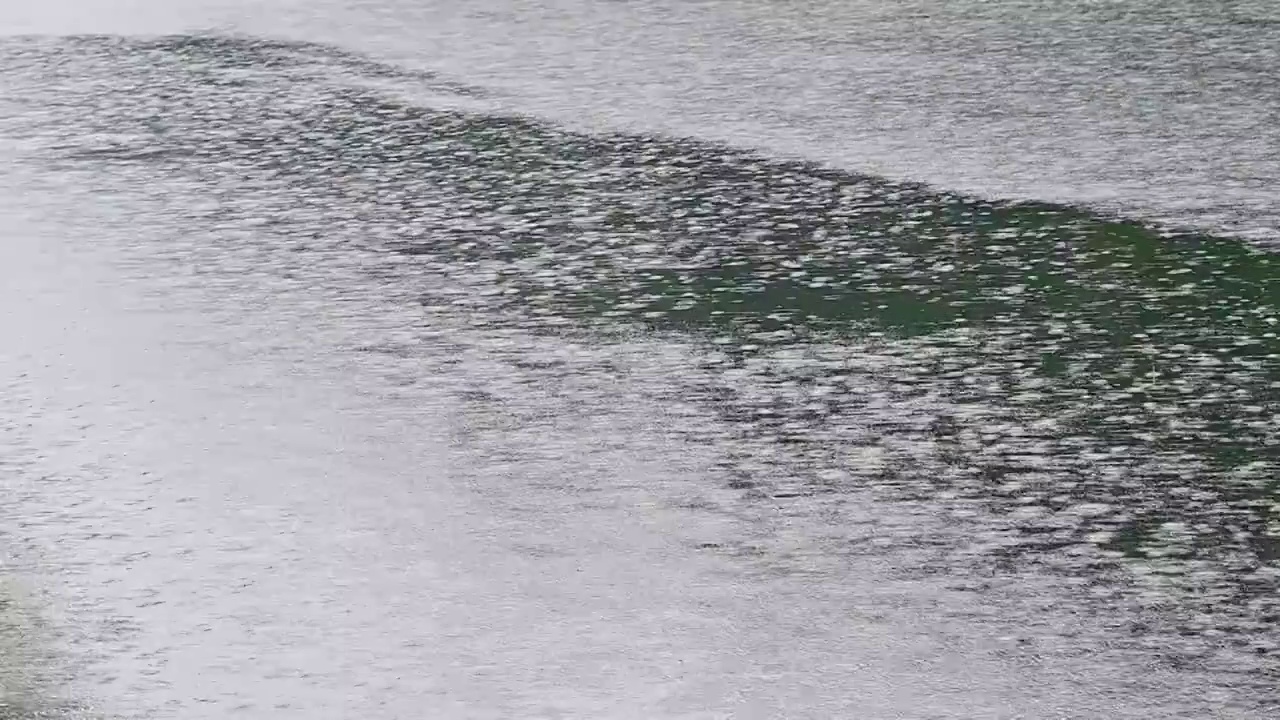 夏季的小雨雨滴落在水面上视频素材