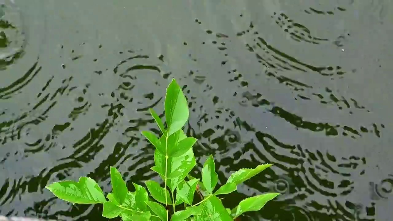 夏季的小雨雨滴落在水面上视频素材