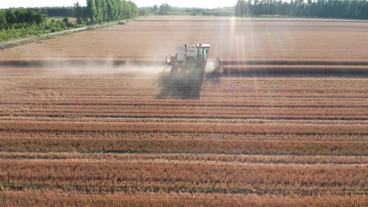 夏季芒种收割机收割成熟的小麦视频素材