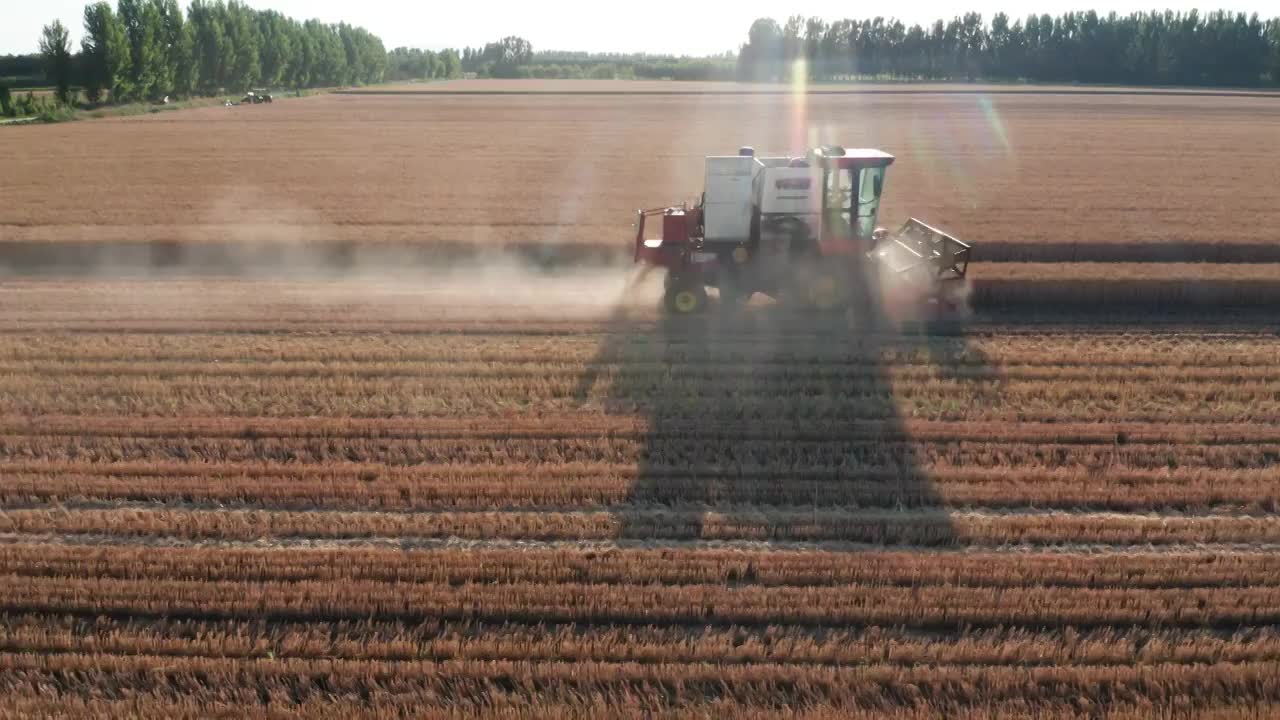 夏季芒种收割机收割成熟的小麦视频素材